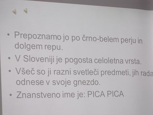 Ptice pozimi (9)