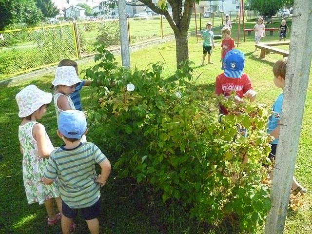 nabiranje in sladkanje z malinami (3)