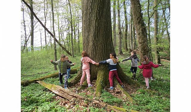 PRLEKI-Raziskujemo hraste, drevesa za zdravje (4)