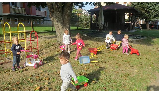 prenašanje, nošenje buč v vozičkih (4)