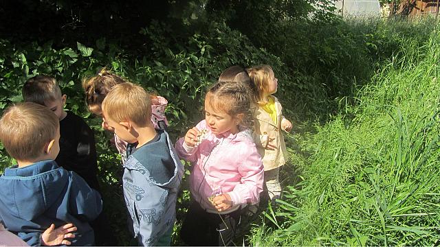 Nabiranje akacije in naredili palačinke iz njih (2)