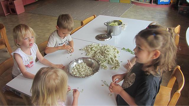 Nabiranje akacije in naredili palačinke iz njih (7)