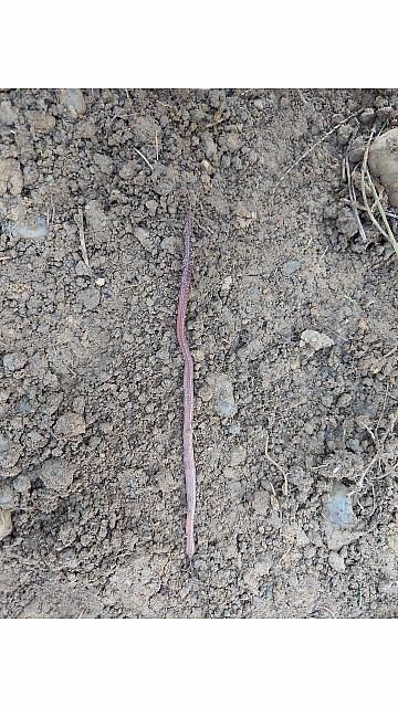 iskanje deževnika (9)