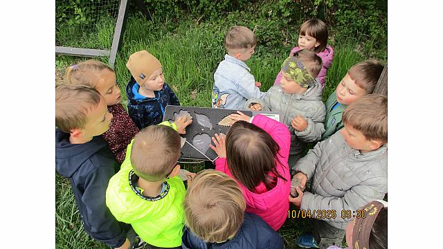 BABJI LOŽIČ - Pedenjpedi (2)