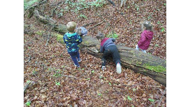 Igre v gozdu - Pedenjpedi (1)