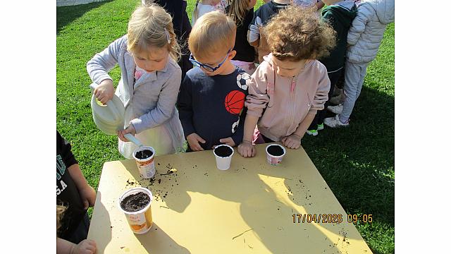 Pedenjpedi - sadimo solato (2)