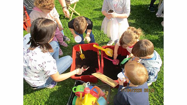 Pedenjpedi - sadimo solato (4)