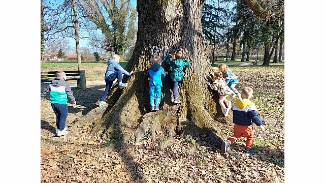 plezanje na drevo (5)