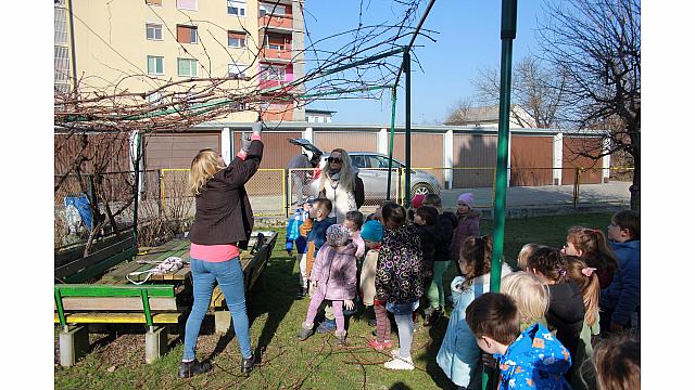 Rezanje in pospravljanje trsja z Nado (1)