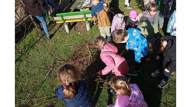Rezanje in pospravljanje trsja z Nado (2)