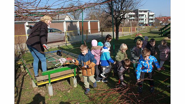 Rezanje in pospravljanje trsja z Nado (4)