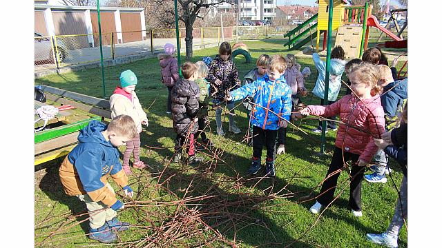 Rezanje in pospravljanje trsja z Nado (5)